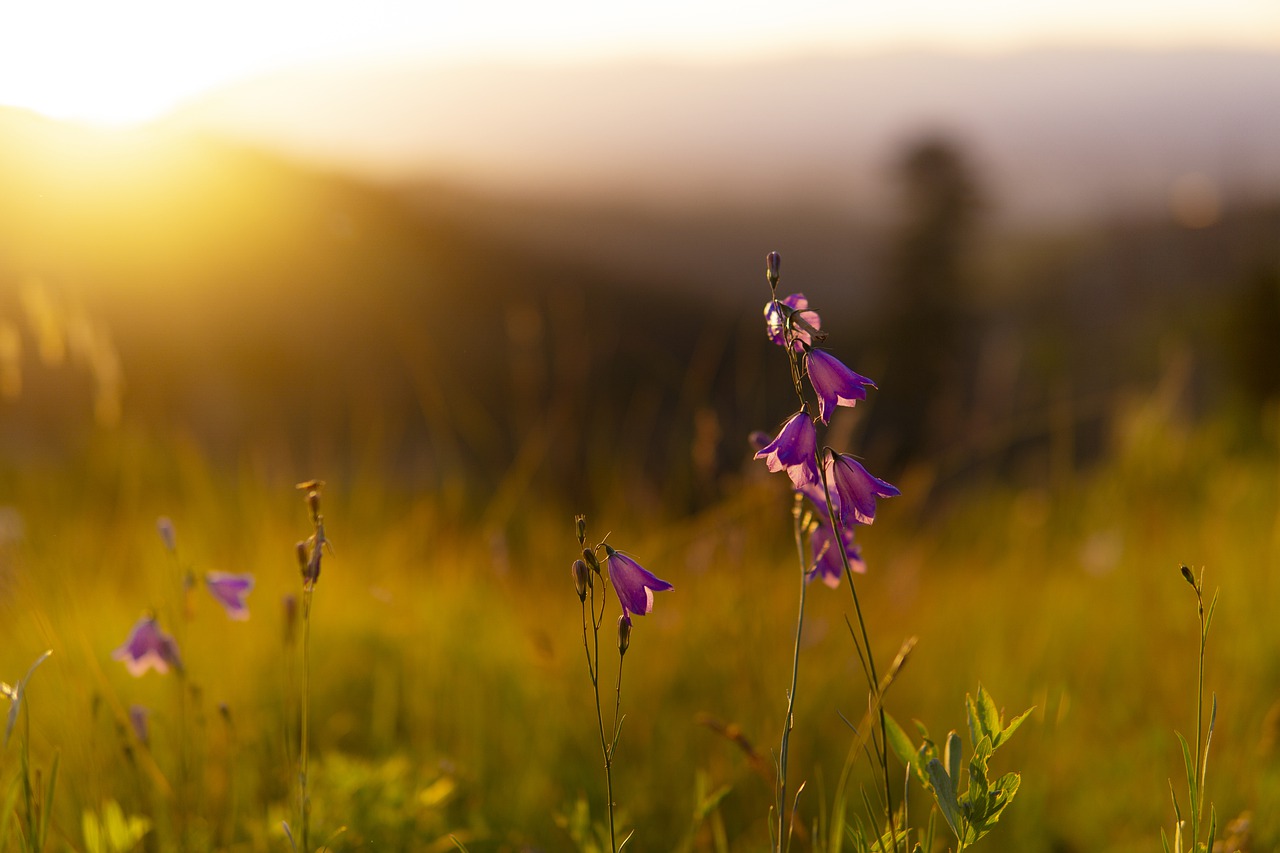 flowers gd3fe9b362 1280 In Person and Online Counselling Counselling in Brisbane and Online | Valeria Capasso-Kruck