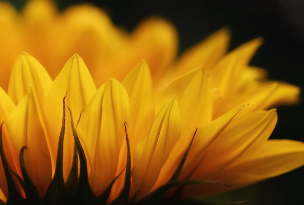 sunflower 5395120 1280 In Person and Online Counselling Counselling in Brisbane and Online | Valeria Capasso-Kruck